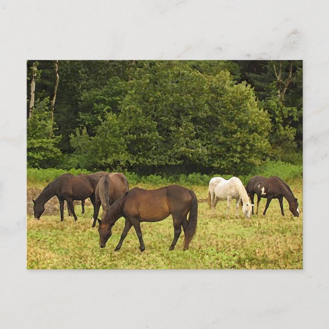 Grazing Horses Postcard (Front)