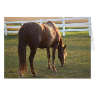 Grazing Mare Cards