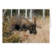 Grazing Moose (Front Horizontal)