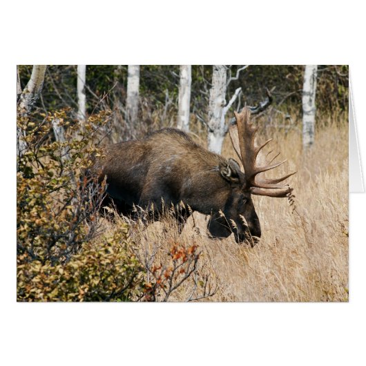Grazing Moose (Front Horizontal)