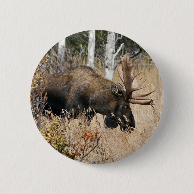Grazing Moose Pinback Button (Front)
