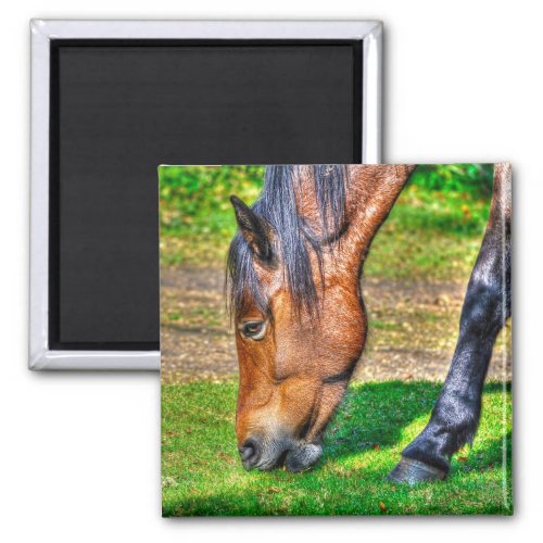 Grazing New Forest Pony Wildlife Magnet