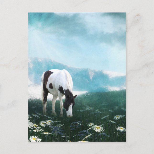 Grazing paint horse postcard (Front)