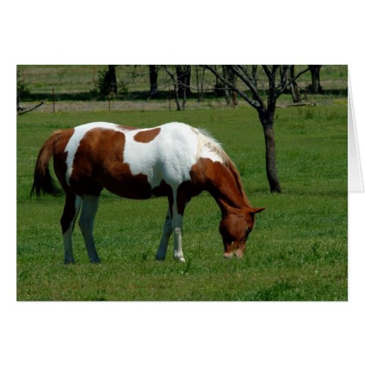Grazing Pinto Cards (Front Horizontal)