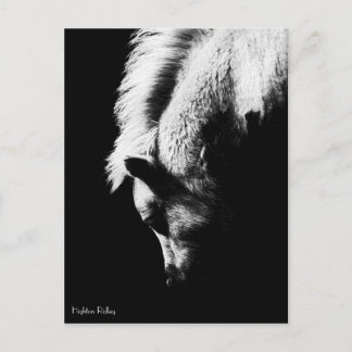 Grazing Pony - postcard