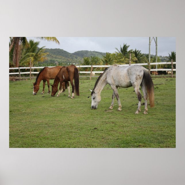 Grazing Poster (Front)