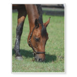 Grazing Quarter Horse Temporary Tattoos