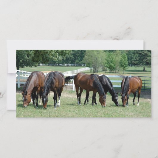 Grazing Quarter Horses (Front)