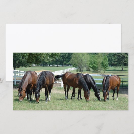 Grazing Quarter Horses (Front/Back)