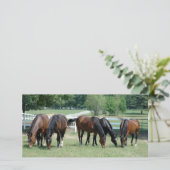 Grazing Quarter Horses (Standing Front)
