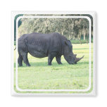 Grazing Rhino Magnet
