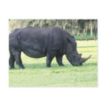 Grazing Rhino Postcard