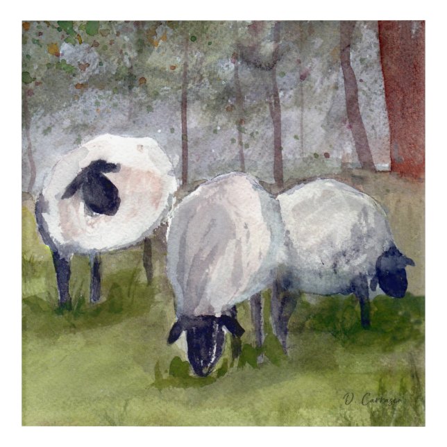 Grazing Sheep Acrylic Print (Front)