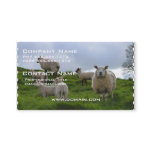 Grazing Sheep Business Card