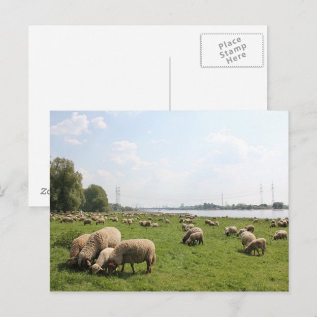Grazing Sheep by the Rhine Postcard (Front/Back)
