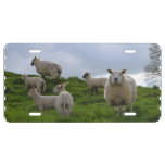 Grazing Sheep License Plate