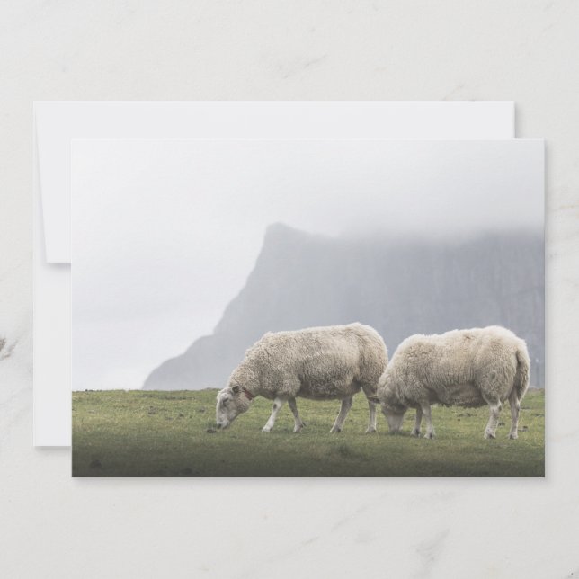 Grazing Sheep Nature Photo (Front)