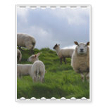 Grazing Sheep Temporary Tattoos