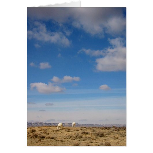 Grazing the Wind River Range, Wyoming Cards (Front)