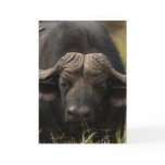 Grazing Water Buffalo  Greeting Card