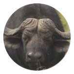 Grazing Water Buffalo  Stickers