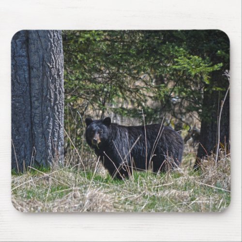 Grazing Wild Black Bear Wildlife Photo Mouse Pad