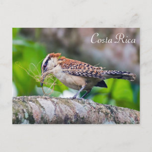 Great antshrike bird building a nest - Costa Rica Postcard