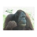 Great Ape Postcard
