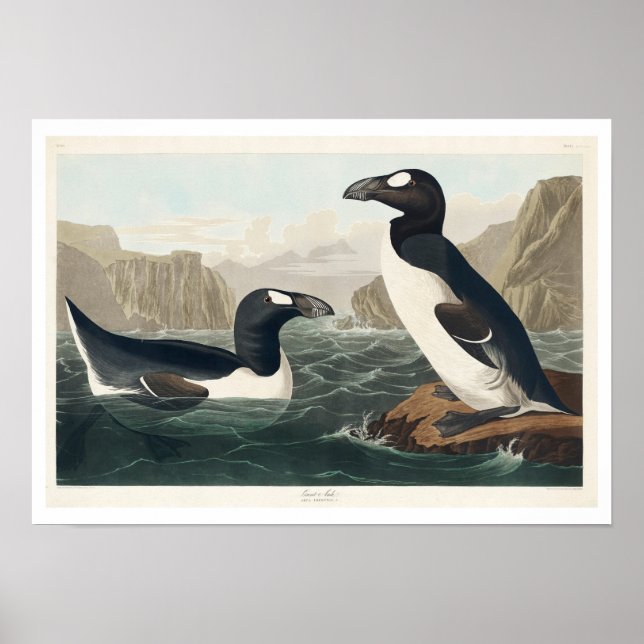 Great Auk by Audubon Poster (Front)
