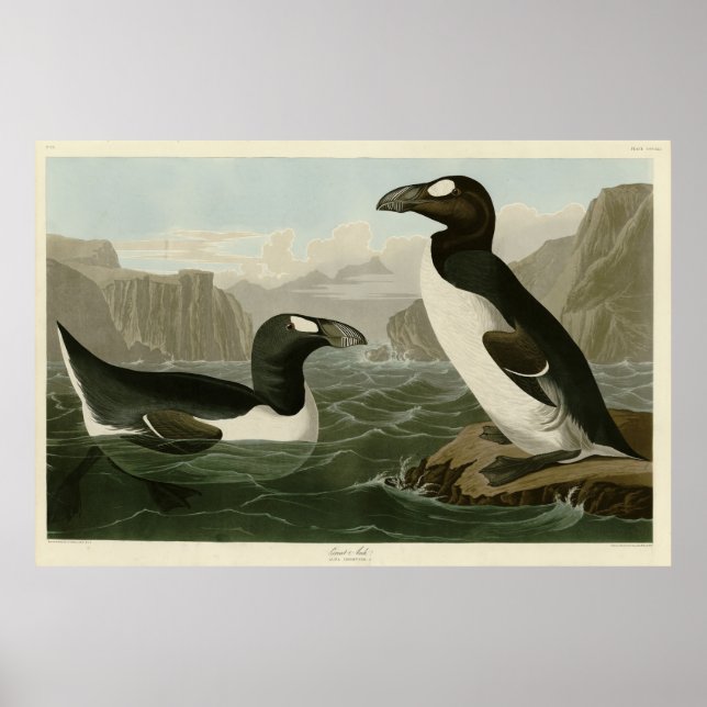 Great Auk - John James Audubon's Birds of America Poster (Front)