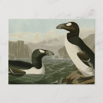 Great Auk Postcard by birdpictures at Zazzle