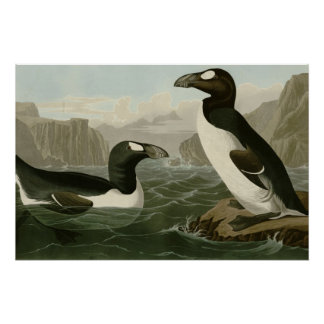Great Auk Poster