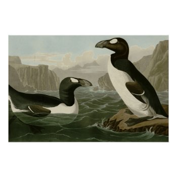 Great Auk Poster by birdpictures at Zazzle