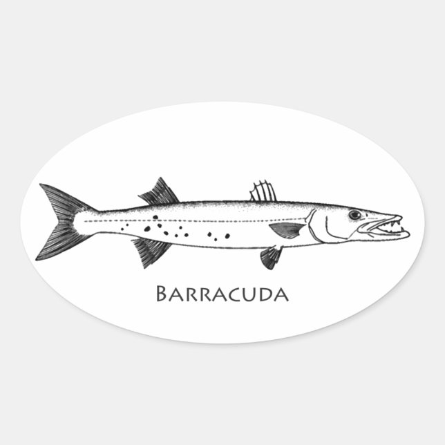 Great Barracuda Logo Oval Sticker (Front)