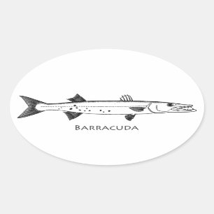Great Barracuda Logo Oval Sticker