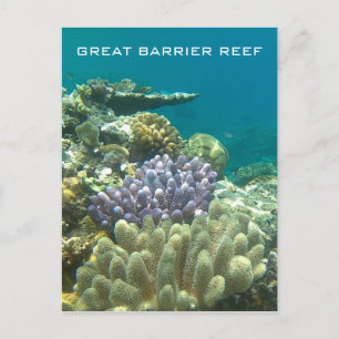 great barrier coral postcard