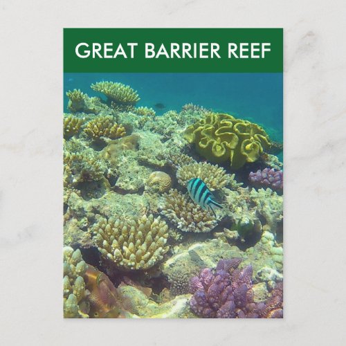 great barrier fish postcard