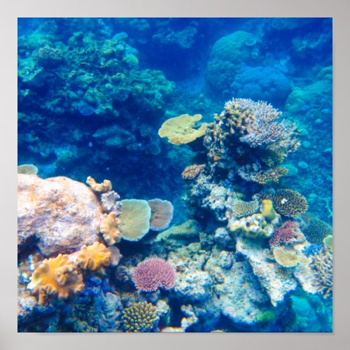 Great Barrier Reef Coral _ 1 Poster