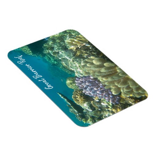 great barrier reef coral magnet | Zazzle