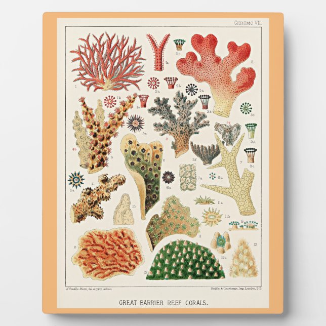 Great Barrier Reef Corals Plaque (Front)