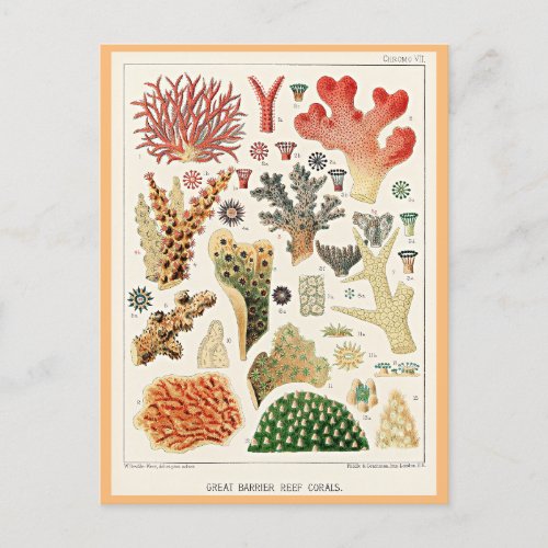 Great Barrier Reef Corals Postcard