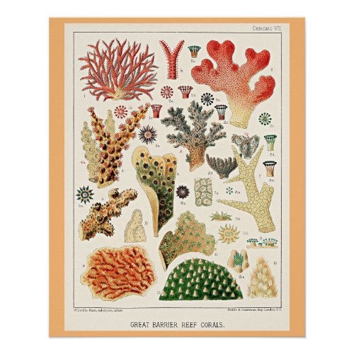 Great Barrier Reef Corals Poster