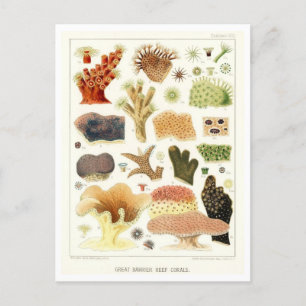Great Barrier Reef Corals Vintage Postcard