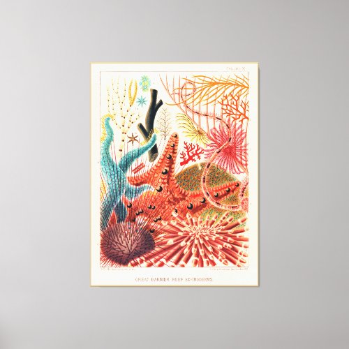 Great Barrier Reef Echinoderms Canvas Print