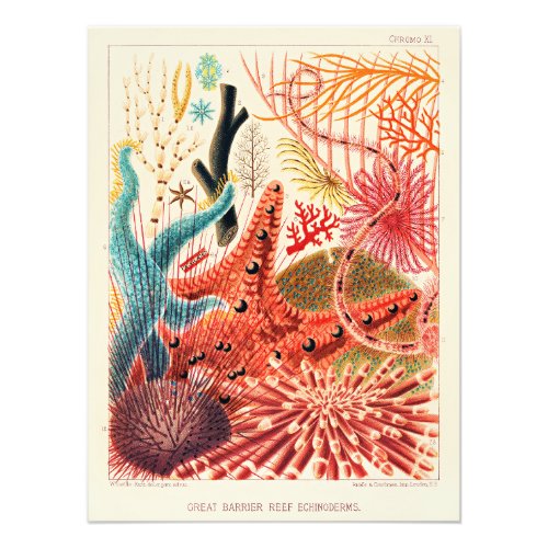 Great Barrier Reef Echinoderms Photo Print
