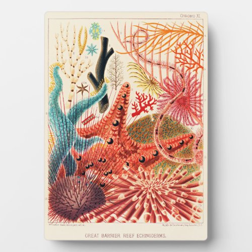 Great Barrier Reef Echinoderms Plaque