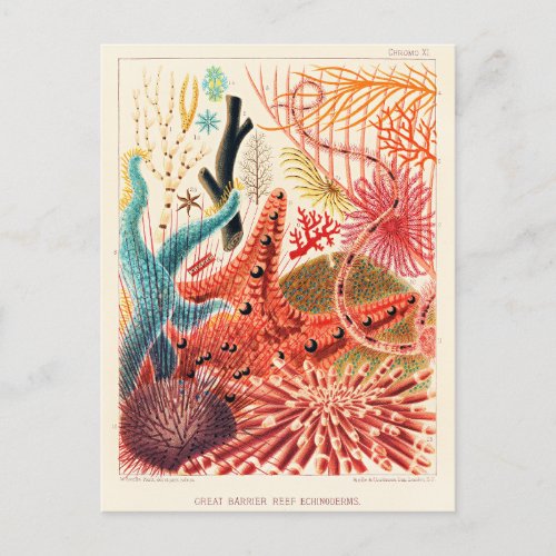 Great Barrier Reef Echinoderms Postcard