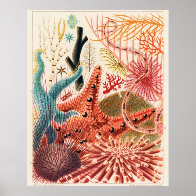 Great Barrier Reef Echinoderms, Poster (Front)