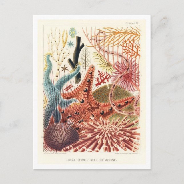 Great Barrier Reef Echinoderms Vintage Postcard (Front)