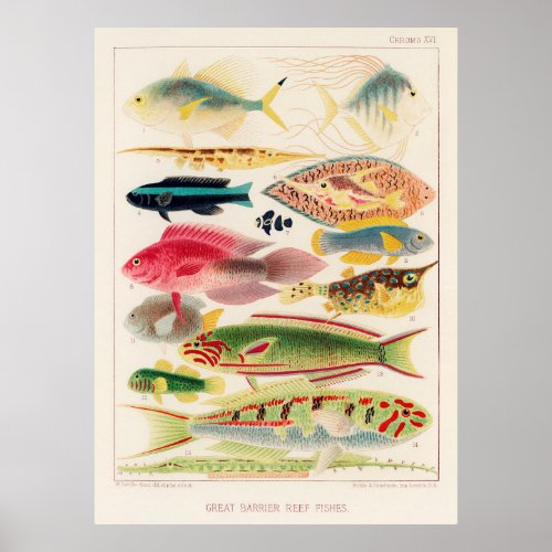Great barrier reef fish of Australia Poster